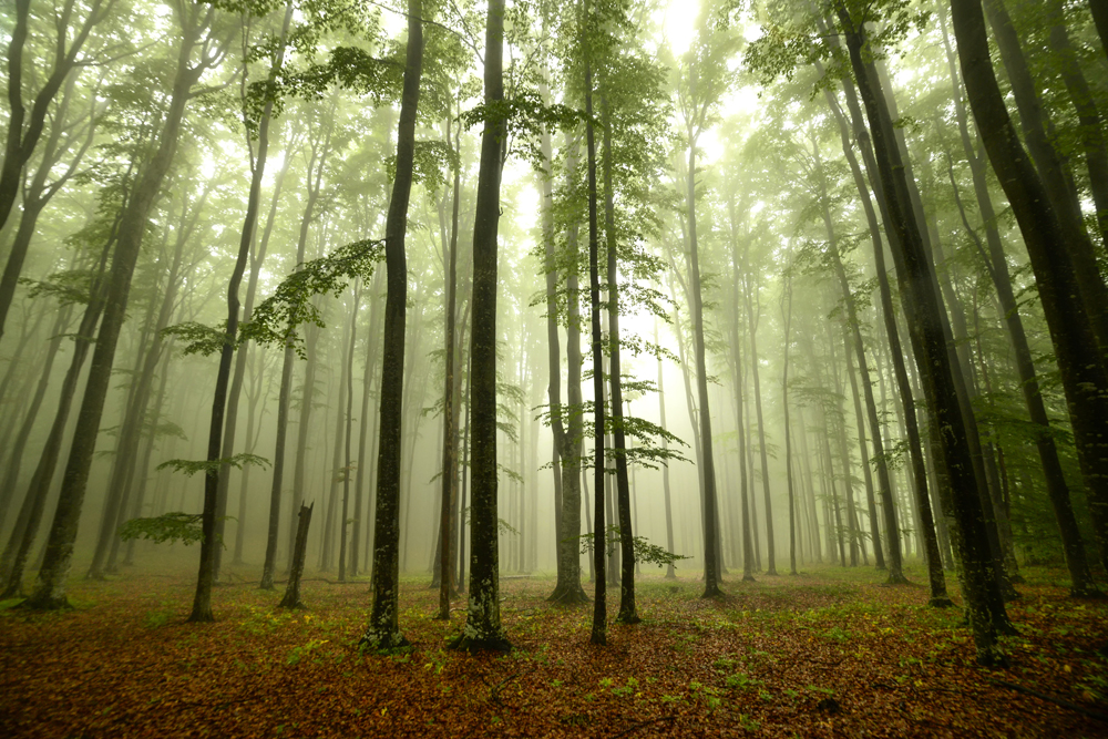 6 เทคนิคมือใหม่ในการถ่ายภาพป่าไม้ให้ดูน่าสนใจ สำหรับคนที่ชอบท่องเที่ยวและถ่ายภาพ