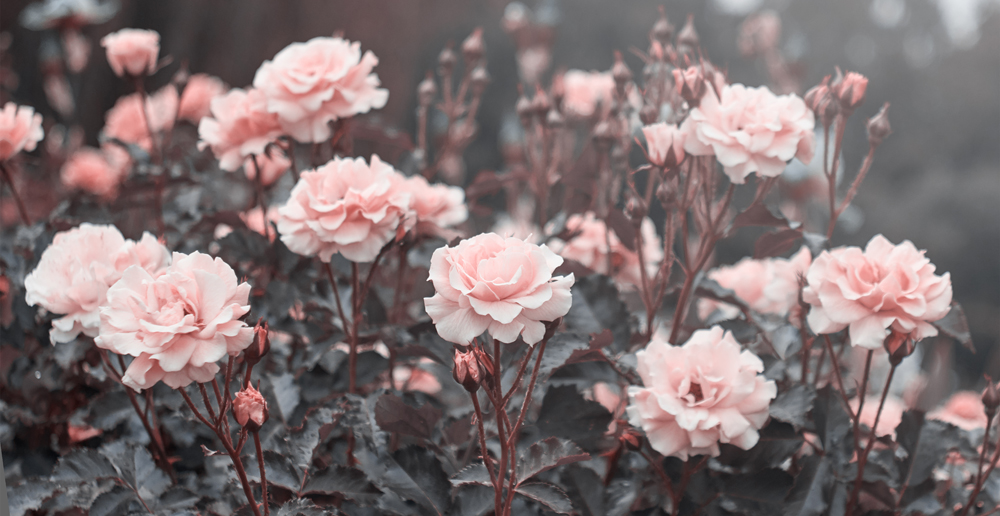 10 วิธีถ่ายภาพดอกไม้ ให้สวยยิ่งขึ้น  ﻿