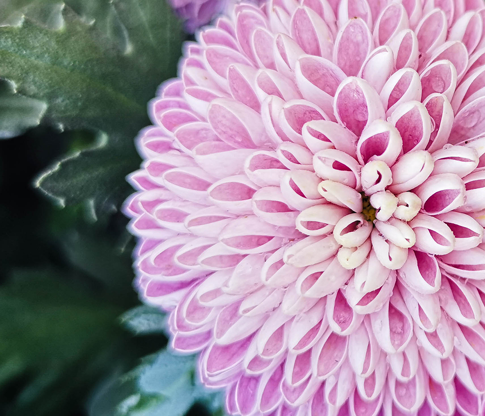 7 วิธีถ่ายภาพดอกไม้ ด้วยกล้องมือถือ การถ่ายทอดความงามอันมหัศจรรย์ของดอกไม้ผ่านกล้องมือถือ