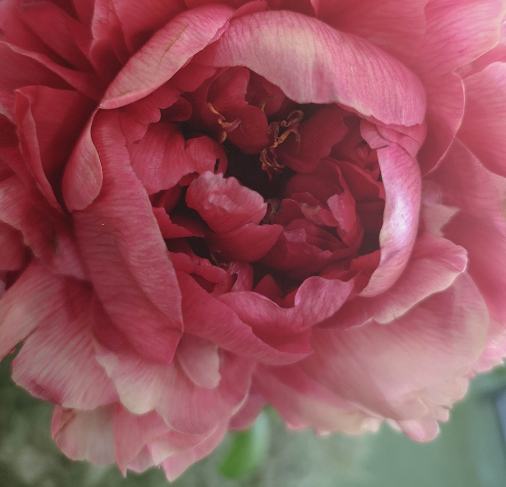 7 วิธีถ่ายภาพดอกไม้ ด้วยกล้องมือถือ การถ่ายทอดความงามอันมหัศจรรย์ของดอกไม้ผ่านกล้องมือถือ