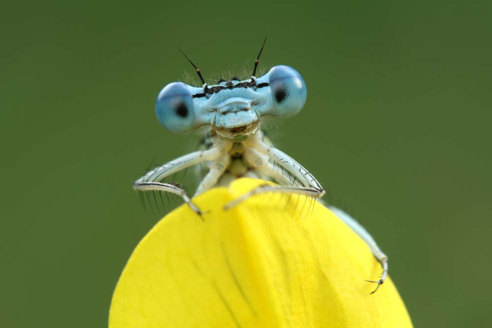 5 เคล็ดลับถ่ายภาพแมลงสำหรับมือใหม่ ให้สามารถถ่ายภาพได้สวย คมชัด