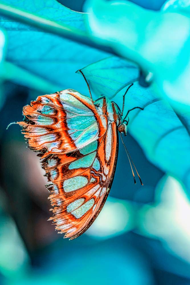 5 เคล็ดลับถ่ายภาพแมลงสำหรับมือใหม่ ให้สามารถถ่ายภาพได้สวย คมชัด